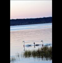 Trumpeter Swan shooters sentenced