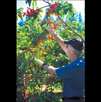Flathead cherry marketing thrives with Co-op
