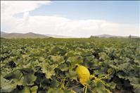 Fruits thrive, Dixon Days die