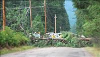 Winds fell tree, knock out power