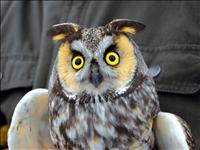 Long-eared owl numbers down