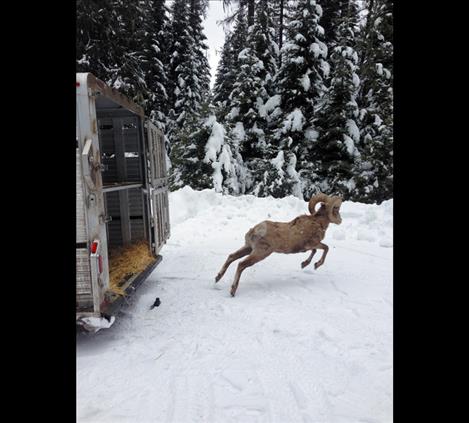 Tribal wildlife managers ask  people who spot bighorns away from their herds to report them immediately, especially if the animals are with domestic livestock. 