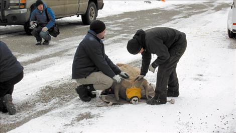 Confederated Salish and Kootenai Tribes Wildlife Biologist Ryan Adams and Wildlife Technician Austin Moran work with bighorn sheep on the Flathead Reservation. 