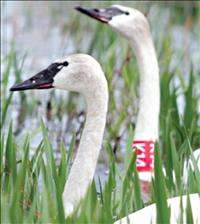Tribal wildlife biologists request information on nesting trumpeter swans
