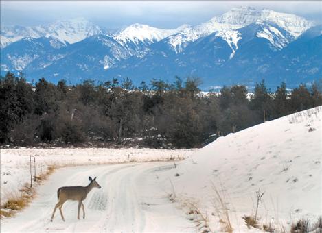 A doe crosses one of the many scenic roads that criss-cross the National Bison Range’s beautiful landscape.