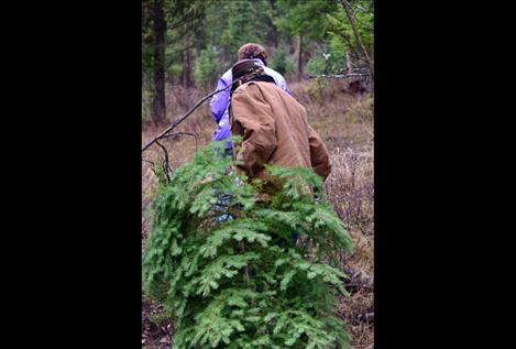 Christmas trees are abundant in both Lolo and Flathead National Forests near the Mission Valley.  