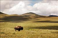Tribe seeks input on Bison Range transfer