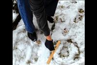 Polson woman spots wolves in her backyard