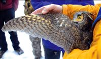 Valley birders join owl researchers for field day
