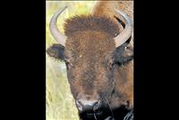 CSKT to implement fire prevention plan at National Bison Range