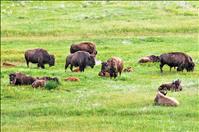 Comprehensive Conservation Plan process begins at Nat’l Bison Range