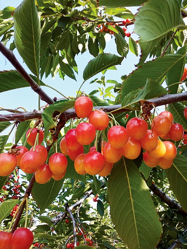 Rainier cherries
