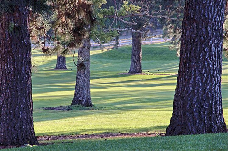 End of the day shadows create a mosaic of kelly green tones on the old nine of Polson golf course