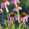 Echinacea purpurea