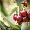 Large cherry producers are beginning to experiment with various automated or mechanized processes for picking cherries, and stem-free cherries are also on the horizon.