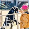 Eden Mitchell feeds a Nigerian goat at Ronan’s Harvest Fest.