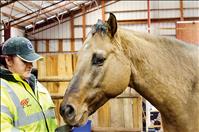 Horse retreat helps people dig into subconscious thoughts