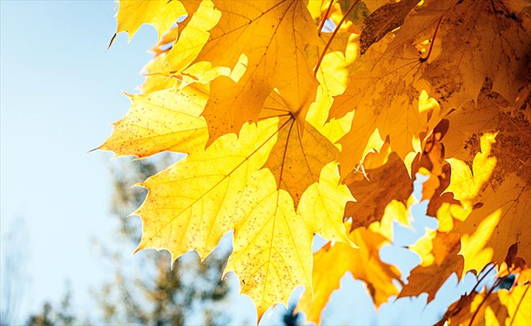 Fall color