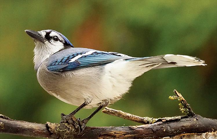 The Blue Jay, an intelligent, adaptable songbird, has a fondness for acorns and according to experts helped to spread oak trees after the last glacial period.