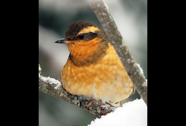 Varied Thrush