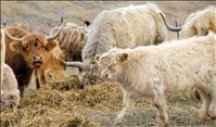 Calving season means green grass is coming