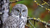 Whoooo goes there?