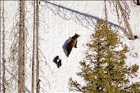 Bears emerge from dens across Northwest Montana