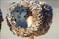Boat carrying zebra mussels stopped at Anaconda inspection station