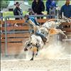 Logan Adler rides mini bull “Tylenol” at the Hot Springs Rodeo.