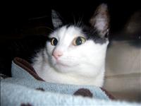 Four cats from hoarder rescue still need homes