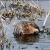 Warmed by the spring sunshine, a muskrat at Ninepipes Reservoir enjoys a fresh lunch.