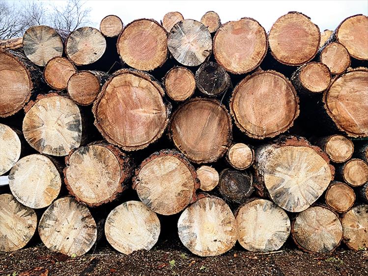 Ready and waiting: A sure sign of the colder weather to come, stacked firewood stands ready to warm its owner's home.