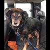 Mervin Payne's dog, Babe, was riding in the car when Payne suffered a cardiac arrest and crashed into Murdoch's in Polson.