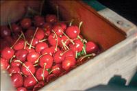 Cherry Festival time in Polson