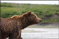 Public invited to learn about bears