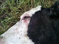 Investigation continues into strange cow death