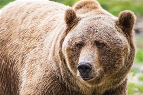 The U.S. Department of Interior agreed to support Montana in management efforts to reduce grizzly-human conflicts. Montana received a $250,000 grant to continue the efforts.  