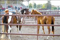 Trainers share horse sense in roundpen shootout