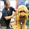Certified groomer Brenda Grogan gives Elke a summer haircut at The Barking Lot.