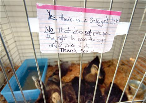 Valley Journal: Unusual animal draws crowd at fair Valley Journal: Unusual animal draws crowd at fair