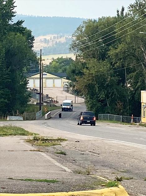 A bear meanders down the road in St. Ignatius on  Thursday afternoon. 
