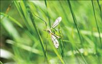 West Nile Virus confirmed in mosquito samples, horse in two Montana counties