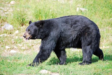 For a bear safety consultation, call the Wildlife Management Program’s non-emergency conflict call line at 406-275-2774.