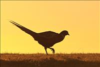 More pheasants released prior to opener Oct. 8