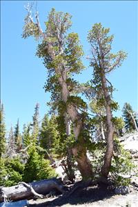 Whitebark pine receives federal protection under Endangered Species Act
