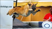 Dock diving dog finds dream job