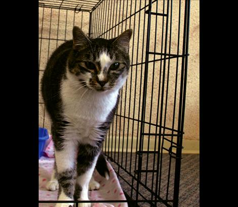 "Crank" is not grouchy; his name represents a piece of machinery: He's not into moving much, you have to go to him to pat him. But he likes to be patted, according to Drew Gibson of Mission Valley Animal Shelter. 