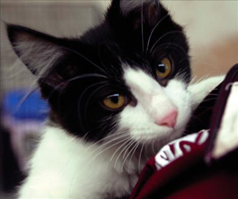 Petunia snuggles a visitor at Catapalooza. The young black and white cat is a boy, despite his name. 