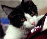 Catapalooza reminds that Fall is kitten time; consider adoption