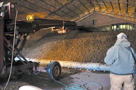 A mountain of spuds will chill all winter in a potato barn.